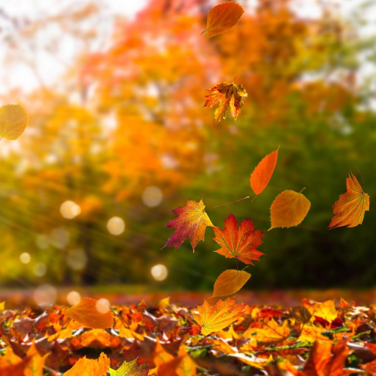Bild zu Herbstball